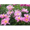 芍藥苷廠家 芍藥苷價格 10%-98%
