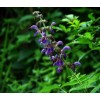 98%丹參酮IIA-磺酸鈉；丹參酮IIA-磺酸鈉價格