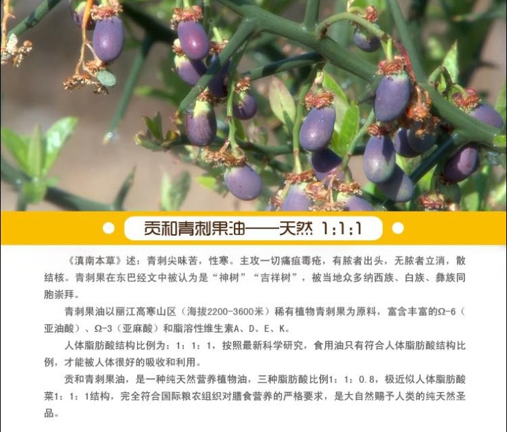 麗江貢和青刺果油 降三高 有機食用油500ml單瓶 招經銷