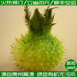 【火熱預訂】基地自產 貴州高原新鮮特級優(yōu)特 刺梨鮮果 批發(fā)團購