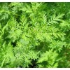 雙氫青蒿素98% 南京雙氫青蒿素廠家