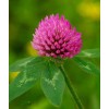 芒柄花黃素98% 芒柄花黃素廠家