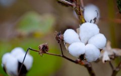 物聯網技術有何應用？