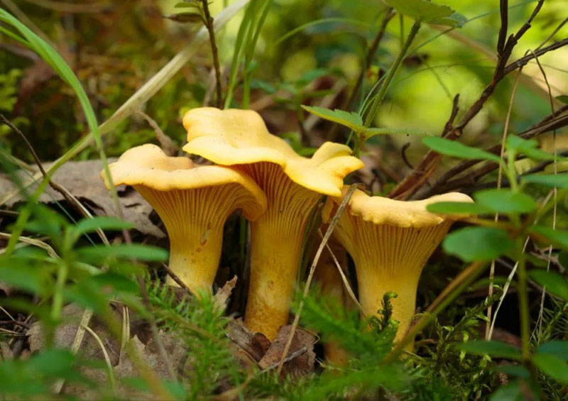 毒蘑菇顏色艷,一起煮大蒜會發黑?真的假的? 毒蘑菇顏色艷,一起煮大蒜會發黑?真的假的?